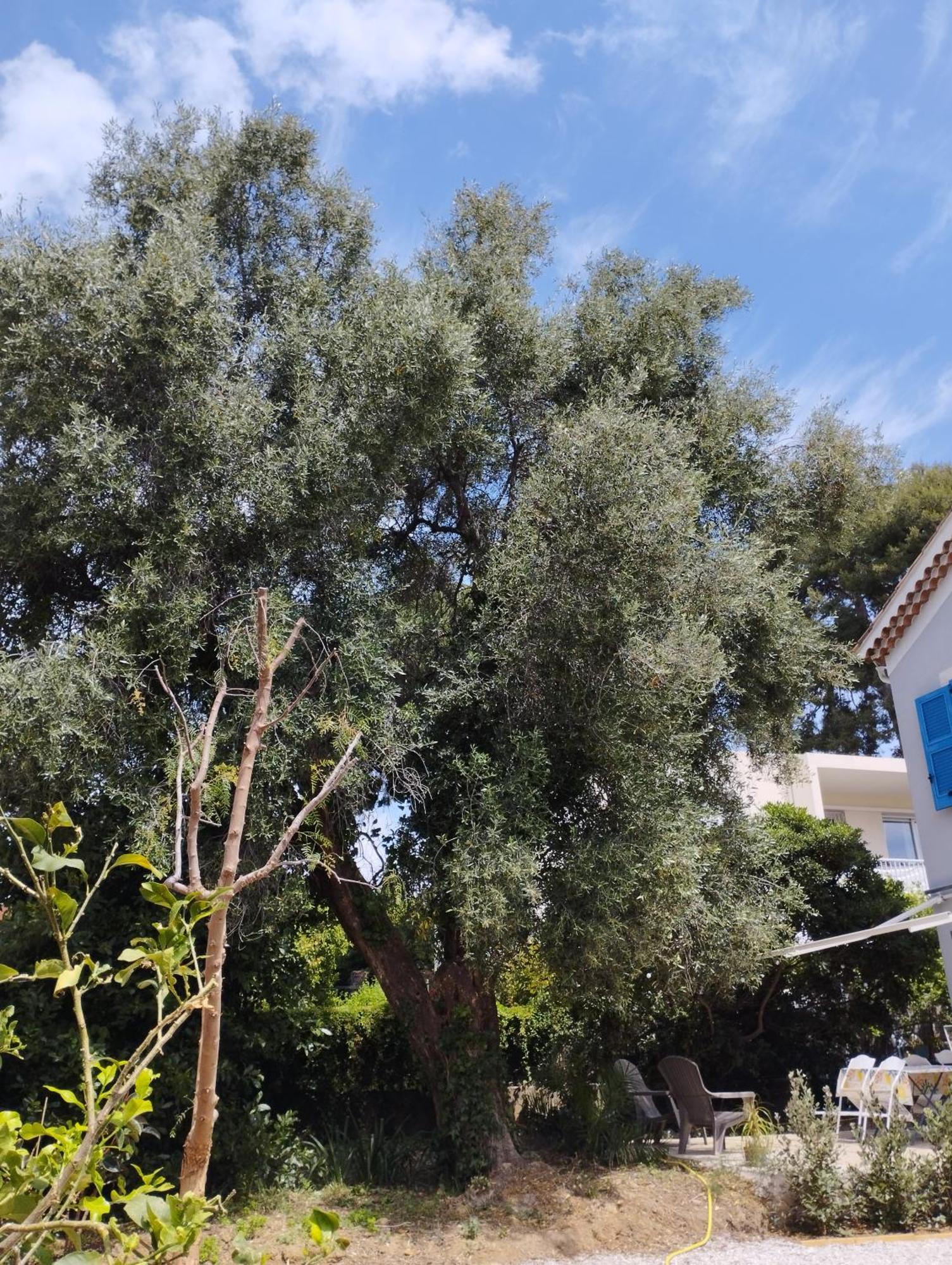 Maison D'Hotes Floribel Cagnes-sur-Mer Luaran gambar
